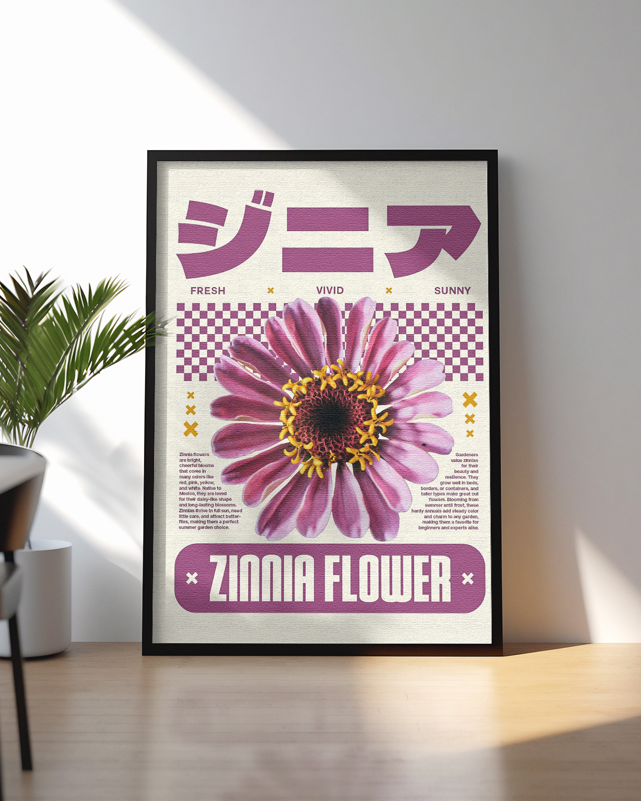 Zinnia