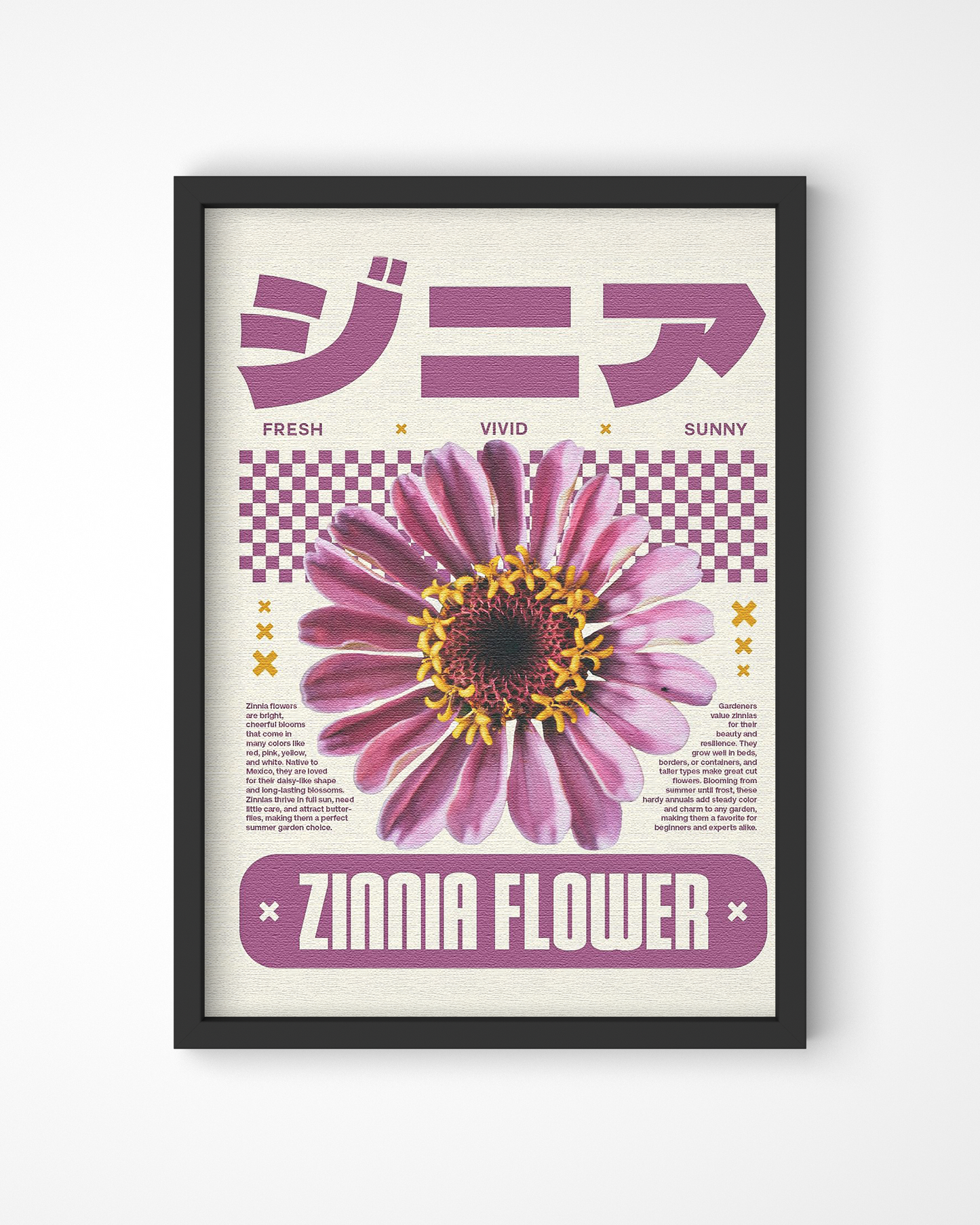 Zinnia