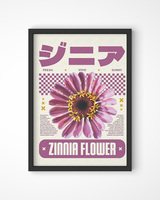 Zinnia